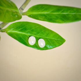 kristalai-papuosalai-is-kristalu-auskarai-su-roziniu-kvarcu