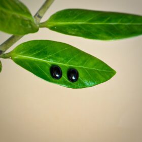 kristalai-papuosalai-is-kristalu-auskarai-su-oniksu