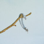 indiski-papuosalai-zalvariniai-papuosalai-zalvariniai-auskarai-zalvariniai-auskarai-aplink-ausi-sidabrine