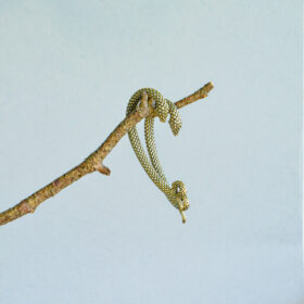 indiski-papuosalai-zalvariniai-papuosalai-zalvariniai-auskarai-zalvariniai-auskarai-aplink-ausi-auksine