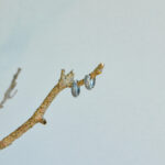 indiski-papuosalai-zalvariniai-papuosalai-zalvariniai-auskarai-zalvariniai-auskarai-8