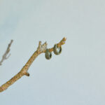 indiski-papuosalai-zalvariniai-papuosalai-zalvariniai-auskarai-zalvariniai-auskarai-9