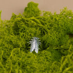 indiski-papuosalai-zalvariniai-papuosalai-zalvariniai-ziedai-zalvarinis-ziedas-2024-6-2