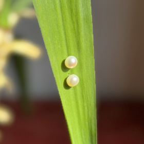 auskarai-gelo-vandens-perlu-auskarai-balta