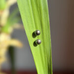 auskarai-gelo-vandens-perlu-auskarai-tamsiai-pilka