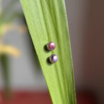 auskarai-gelo-vandens-perlu-auskarai-violetine