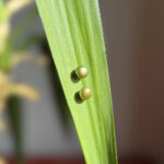 auskarai-gelo-vandens-perlu-auskarai-alyvų