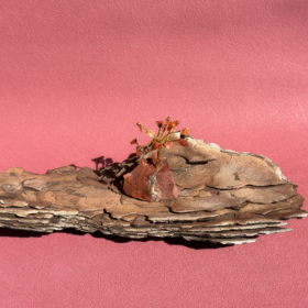 kristalai-dekoratyviniai-kristalai-karneolio-medelis